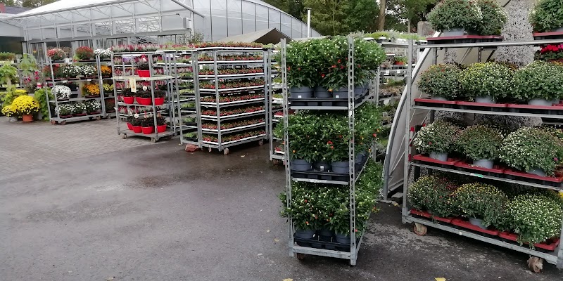 The Flower Company by blumenfrank GmbH