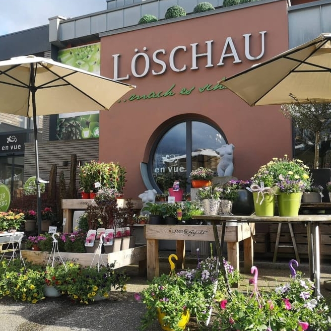 Löschau Dekoration, Blumen und Pflanzen, Raumbegrünung,Hydrokulturen