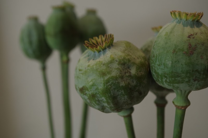 Die Blumen-Galerie