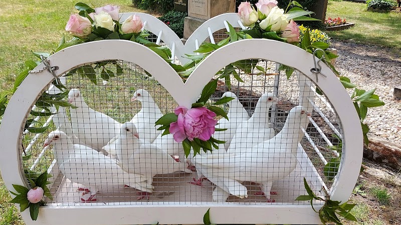 Hochzeitstauben Thüringen | Jena