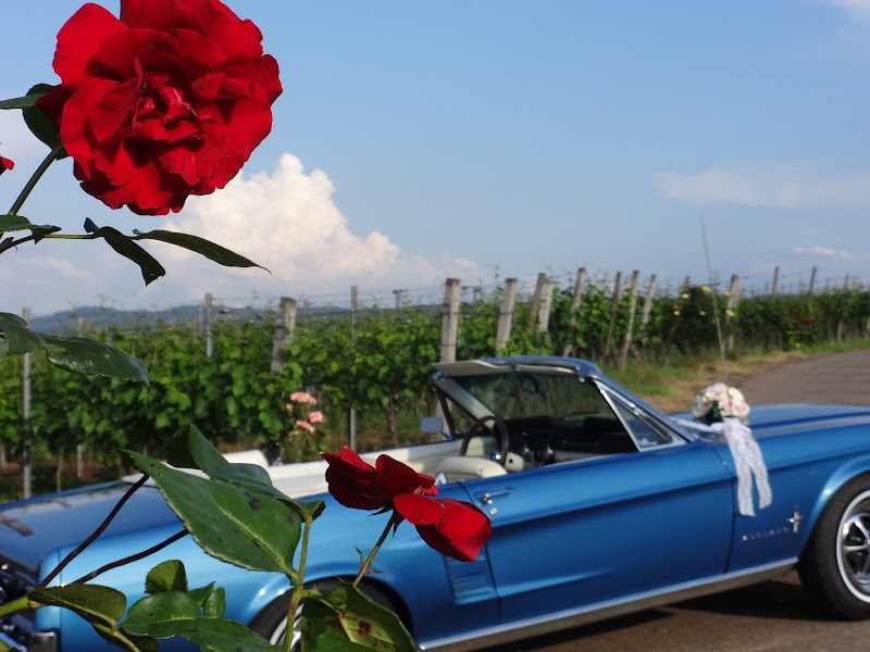 Hochzeitsauto und Oldtimer Freiburg