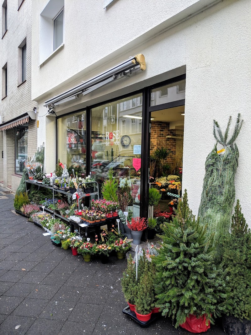 Blumen Rose de la vie Düsseldorf