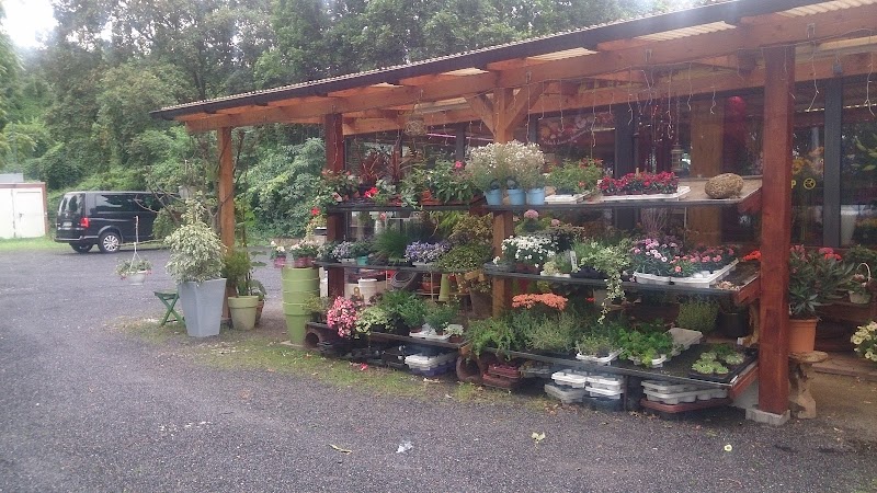 Blumen Dornröschen GmbH