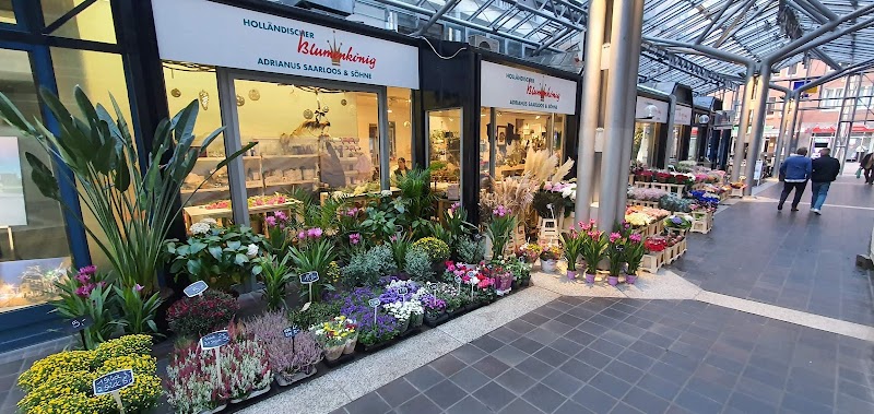 Holländischer Blumenkönig